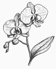 hand drawn orchid