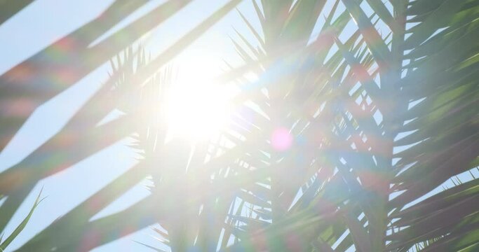 Closeup, bright sun sunbeam shine in palm leaves. Advertisement for tropical resort. Tourist commercial promotional. 4k video. Sunlight shining in lush palm trees foliage. Abstract plant wallpaper