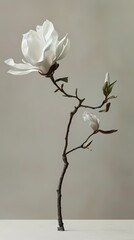classic floral art print collection of pure white magnolia flower on light background