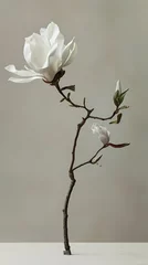 Gordijnen classic floral art print collection of pure white magnolia flower on light background © Wipada