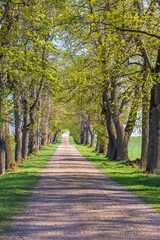 Tree lined dirt road a sunny day in the countryside