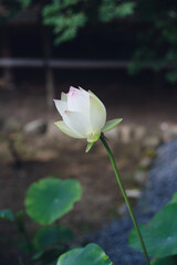 真言宗の総本山高野山境内の蓮の花