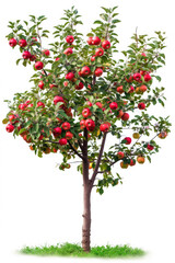 Apple tree with fruits isolated on white background