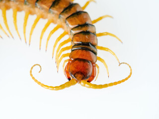 Megarian banded centipede on a white background. Scolopendra cingulata. Tiger centipede.