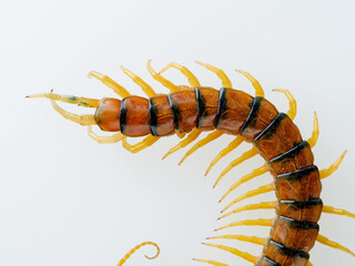 Megarian banded centipede on a white background. Scolopendra cingulata. Tiger centipede.