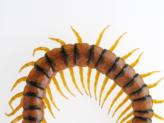Megarian banded centipede on a white background. Scolopendra cingulata. Tiger centipede.