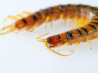 Megarian banded centipede on a white background. Scolopendra cingulata. Tiger centipede.