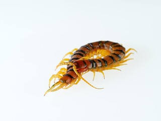 Megarian banded centipede on a white background. Scolopendra cingulata. Tiger centipede.