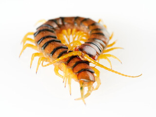 Megarian banded centipede on a white background. Scolopendra cingulata. Tiger centipede.