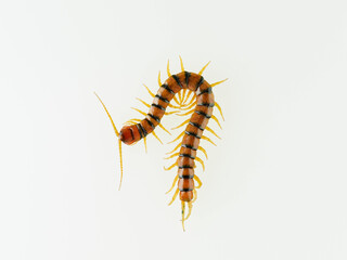 Megarian banded centipede on a white background. Scolopendra cingulata. Tiger centipede.