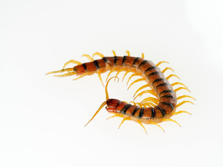 Megarian banded centipede on a white background. Scolopendra cingulata. Tiger centipede.