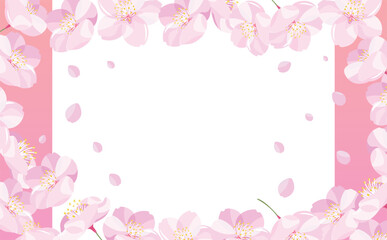 背景やタイトルに使えるシンプルな満開の桜吹雪と花びらのコピースペースのある白背景とグラデーションの春フレーム