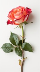 One beautiful rose close up isolated on a grey background. 