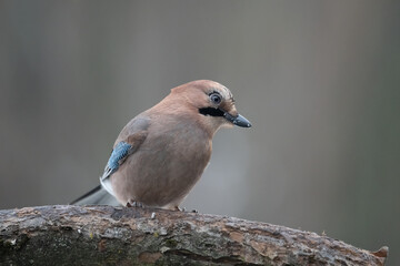 Eurasian jay close-up