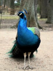 portrait of a peacock