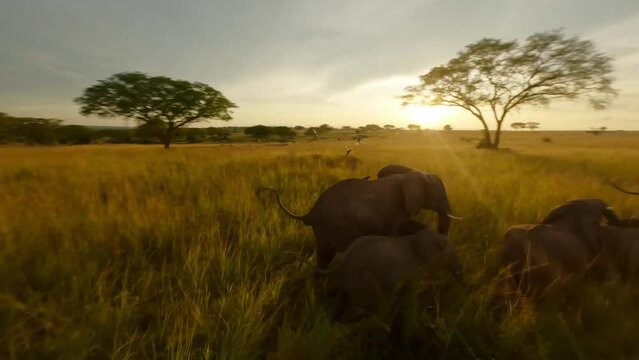 wild life safari africa animals aerial drone view