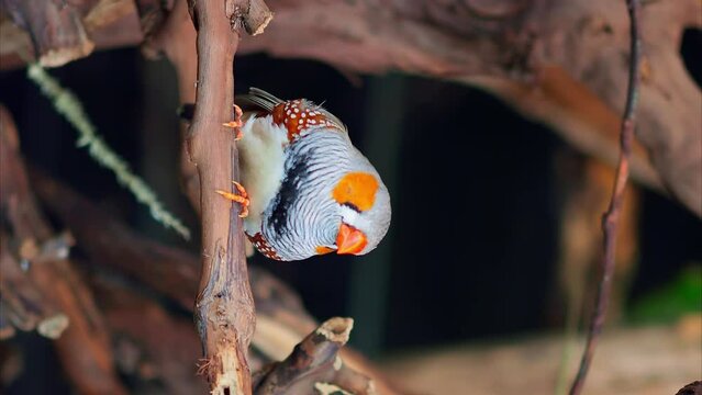 Zebra finch close-up perched on tree branch vertical video unique bird breeds. Zebra finch in wild symbol of nature's beauty Zebra finch distinct and unusual animal enhances bird world.