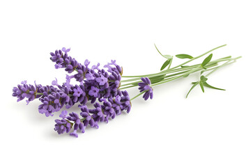 Fototapeta premium lavender flower isolated on white background