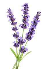 Obraz premium lavender flower isolated on white background