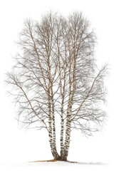 Birch tree isolated on white background