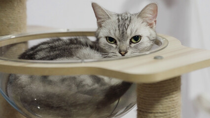 Fluffy kitty beautiful purebred long haired kitty. Gray tabby cat. Cute pet. Animal concept