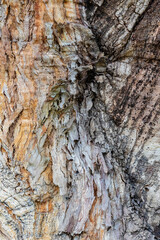bark of a tree close up