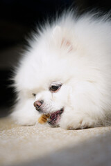 white pomeranian puppy