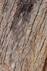 Obraz premium bark of a tree close up