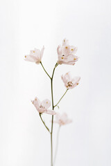 Fototapeta premium Pale pink flower on white background. Minimal stylish still life floral composition