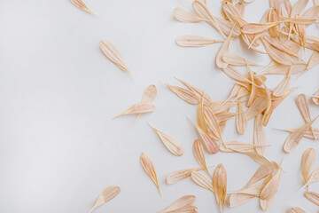 Beautiful salmon pink flower petals on white background. Flat lay, top view. Floral background