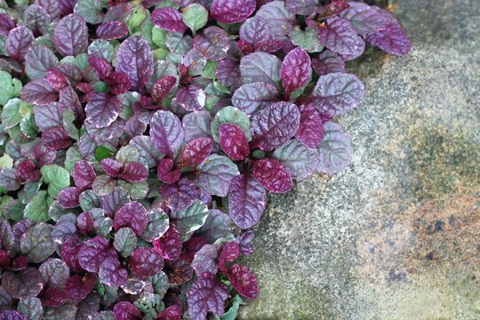 Colorful foliage of Ajuga reptans 'Rainbow' growing round the stone. Purple, green and white leaves with grey stone create natural background, flat lay.