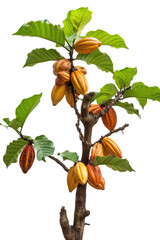 Cocoa tree with fruits isolated on white background