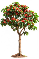 Coffee tree with fruits isolated on white background