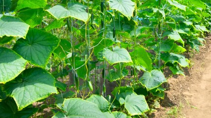 farming of cucumber, organic cucumber in a farm