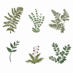 Vector watercolor painted plants. Hand drawn design elements on white background