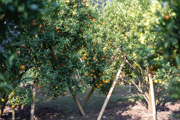 Tangerines of the tangerine tree waiting for harvest in a sunny day