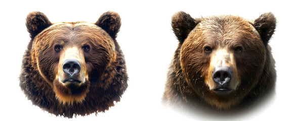 Portrait of a big brown bear. Grizzly bear head.	