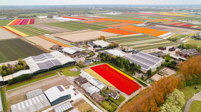 Aerial photo of tulip and flower fields in amsterdam, Holland, Netherlands