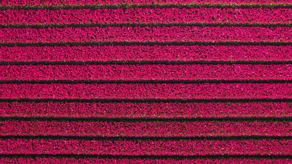 Fotobehang Aerial photo of tulip and flower fields in amsterdam, Holland, Netherlands © Sylvain
