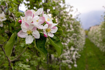 Obraz premium soft blurred portrait of blooming apple tree in spring in South Tyrol Italy