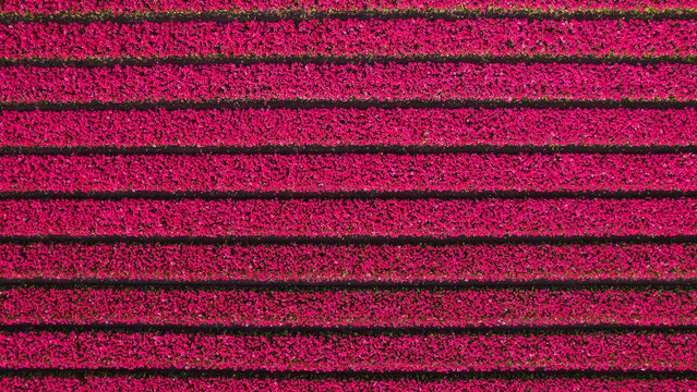 Aerial photo of tulip and flower fields in amsterdam, Holland, Netherlands