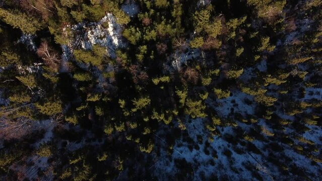 Used drone for a top down shot revealing pine trees after a warm winter day