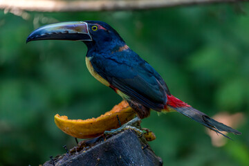 Toucan collared aracari perched on a branch with fruit near Puerto Viejo, Costa Rica