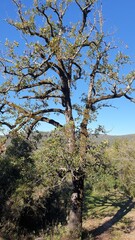 Tree 🌳 Los Alcornocales National Park Andalysia Spain