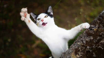 white and black cat ready to attack while looking at you and roaring © evacasasx