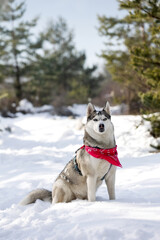 Husky dog with red scarf sitting in snow forest