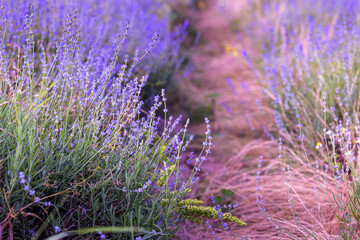 Lavender flower background purple colors