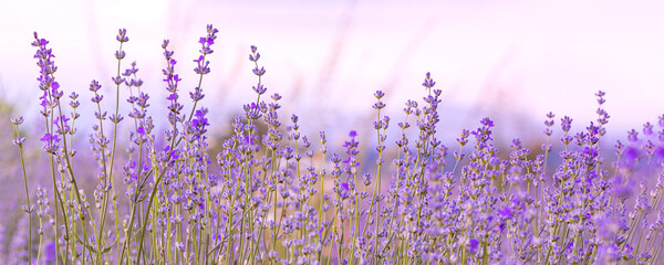 Lavender flowers close-up on sky banner background