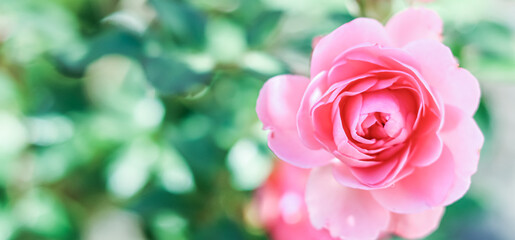 Pink rose Bonica on blurred green background. Soft focus