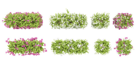 Beautiful paper flower plants isolated on transparent background. 3D render from top view